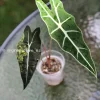Image of a Sanderiana Aurea Variegated