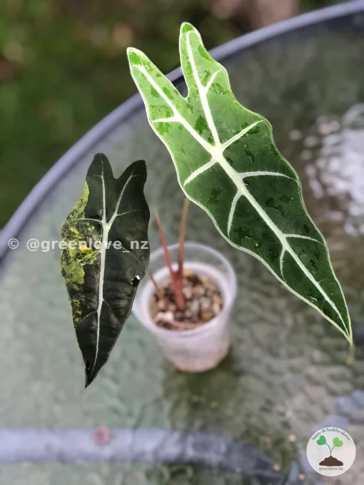Image of a Sanderiana Aurea Variegated
