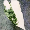 Image of a Variegated Alocasia Frydek