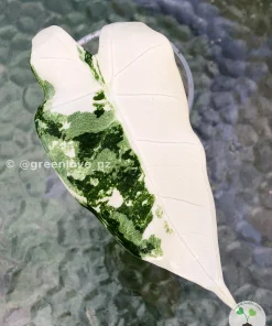 Image of a Variegated Alocasia Frydek