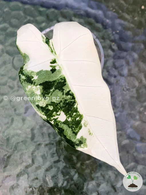 Image of a Variegated Alocasia Frydek