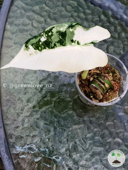Variegated Alocasia Frydek