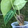 Anthurium Forgetii X Red Crystal