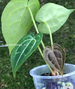 Anthurium Forgetii X Red Crystal