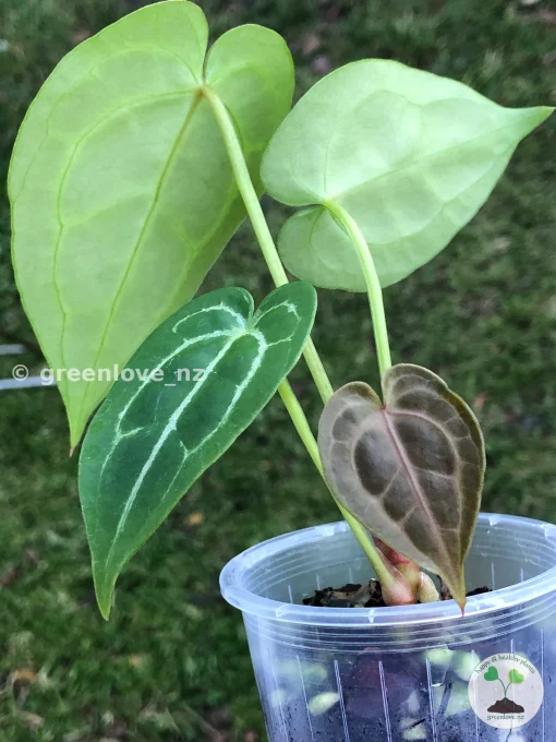 Anthurium Forgetii X Red Crystal