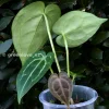 Anthurium Forgetii X Red Crystal