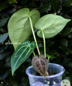 Anthurium Forgetii X Red Crystal
