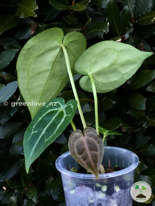 Anthurium Forgetii X Red Crystal