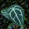 Anthurium Forgetii X Red Crystal