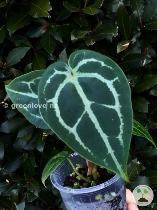 Anthurium Forgetii X Red Crystal