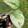 Scindapsus Exotica Albo Peasun