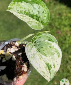 Scindapsus Exotica Albo Peasun