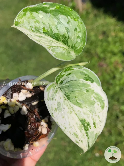 Scindapsus Exotica Albo Peasun