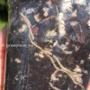 Image showing roots of a Scindapsus Exotica Albo Peasun