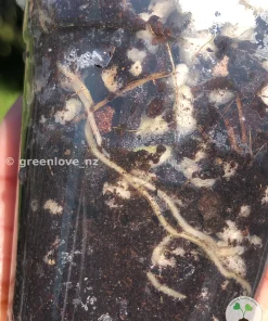 Image showing roots of a Scindapsus Exotica Albo Peasun
