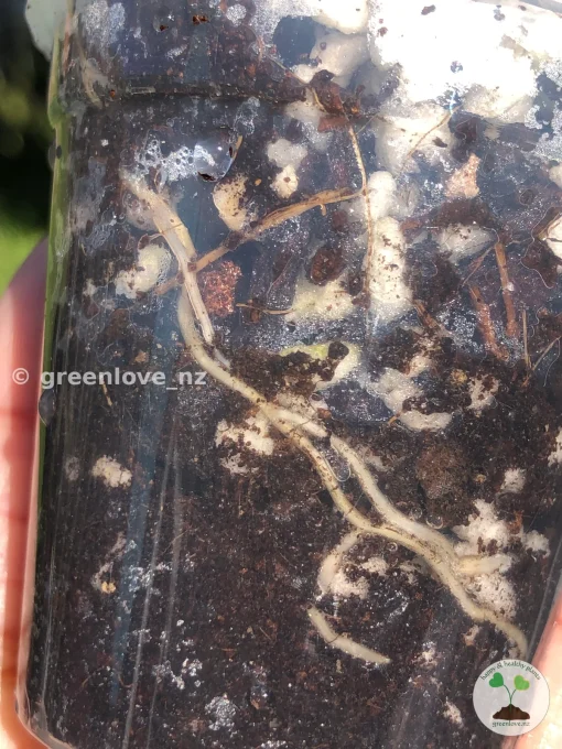 Image showing roots of a Scindapsus Exotica Albo Peasun