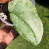 Image of a Scindapsus Exotica Albo Peasun
