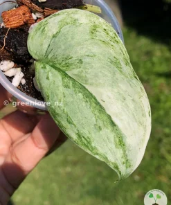Image of a Scindapsus Exotica Albo Peasun