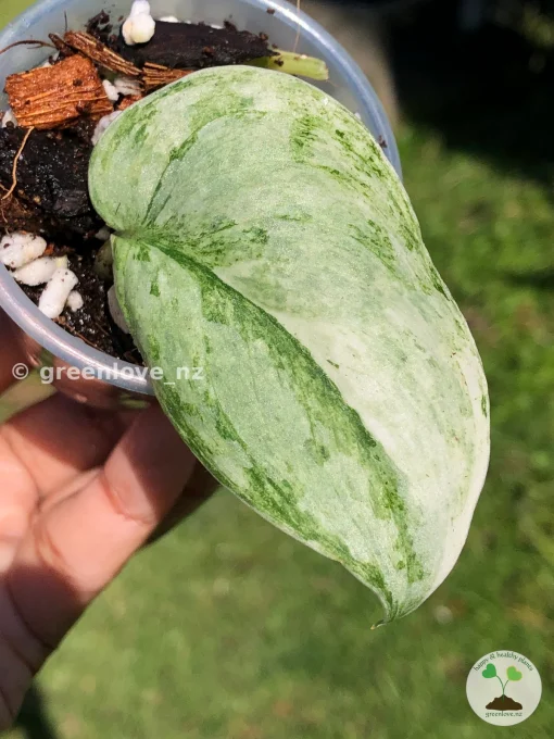 Image of a Scindapsus Exotica Albo Peasun
