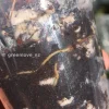 Image showing roots of a Scindapsus Exotica Albo Peasun