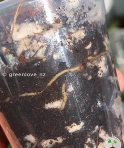 Image showing roots of a Scindapsus Exotica Albo Peasun