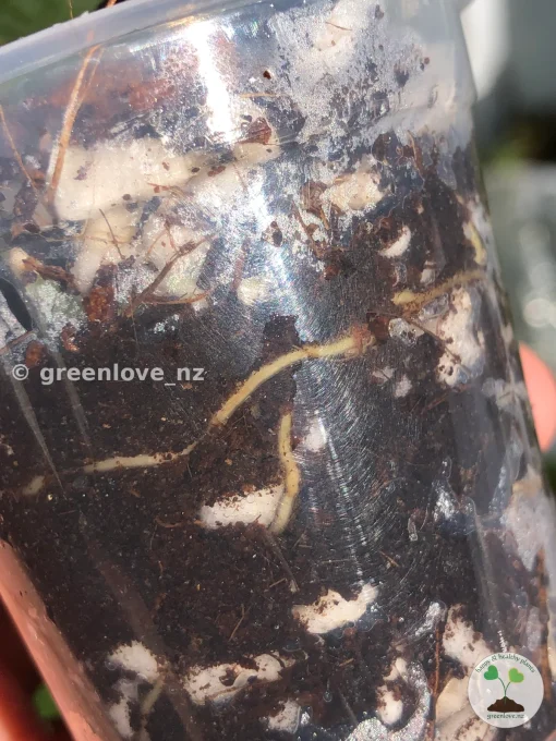 Image showing roots of a Scindapsus Exotica Albo Peasun
