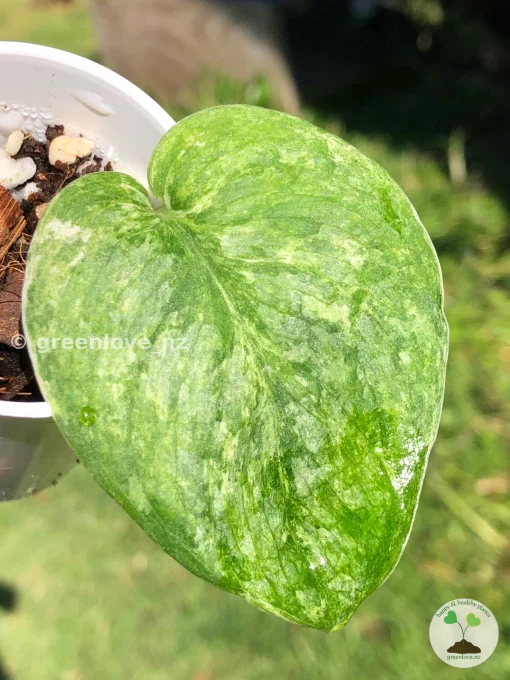 Rare Scindapsus Pangrango
