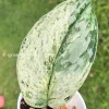 Image of a Scindapsus Exotica Albo Peasun