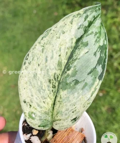 Image of a Scindapsus Exotica Albo Peasun