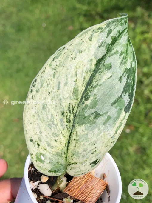 Image of a Scindapsus Exotica Albo Peasun