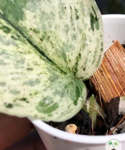 Image of a Scindapsus Exotica Albo Peasun