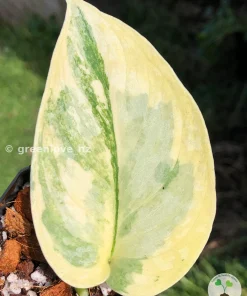 Image of a highly variegated Scindapsus Exotica Aurea at greenlove.nz