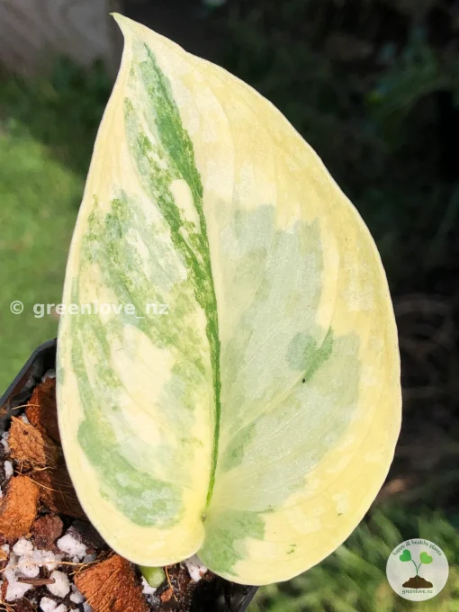 Image of a highly variegated Scindapsus Exotica Aurea at greenlove.nz