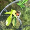 Philodendron Florida Beauty