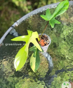 Philodendron Florida Beauty