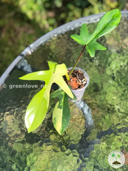 Philodendron Florida Beauty