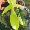 Philodendron Florida Beauty