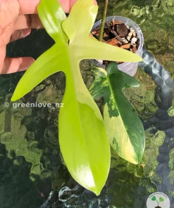 Philodendron Florida Beauty