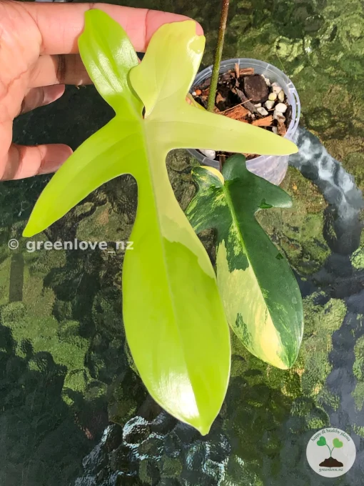Philodendron Florida Beauty