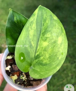 Scindapsus Jade Satin Variegated