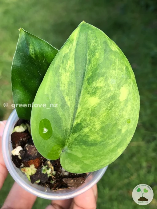 Scindapsus Jade Satin Variegated