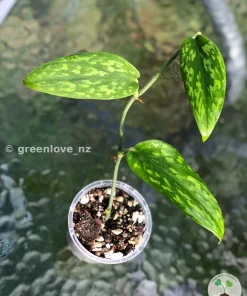 Image of a Scindapsus Green Army (narrow)