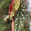 Beautiful variegated begonia macula pink. Not a juvenile
