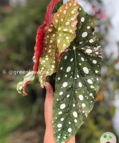 Beautiful variegated begonia macula pink. Not a juvenile