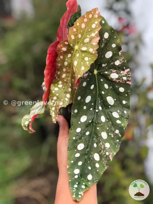 Beautiful variegated begonia macula pink. Not a juvenile