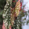 Beautiful variegated begonia macula pink. Not a juvenile