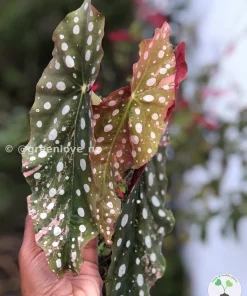 Beautiful variegated begonia macula pink. Not a juvenile