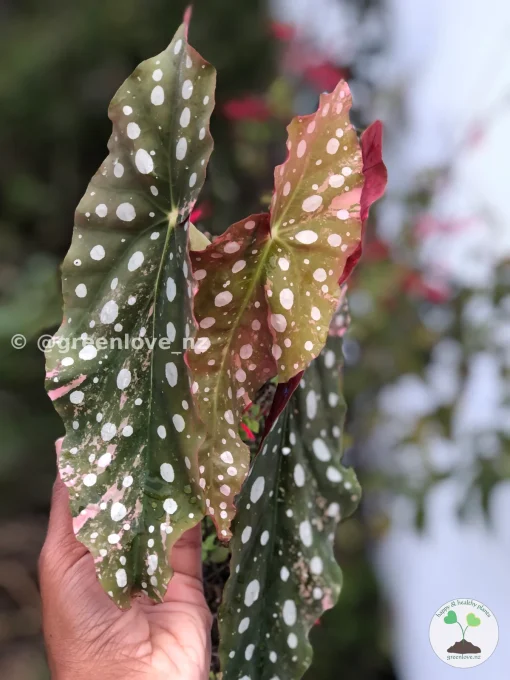 Beautiful variegated begonia macula pink. Not a juvenile