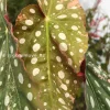 Beautiful variegated begonia macula pink. Not a juvenile