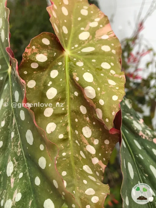 Beautiful variegated begonia macula pink. Not a juvenile